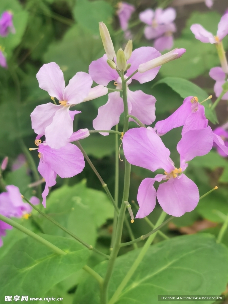 诸葛菜