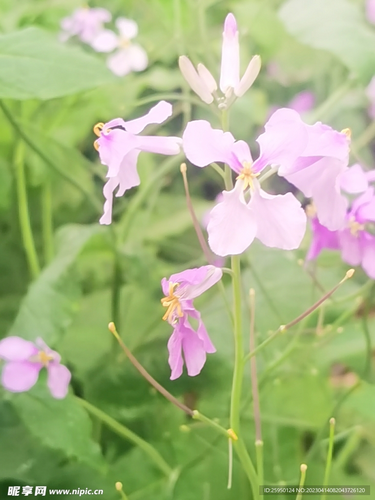 诸葛菜