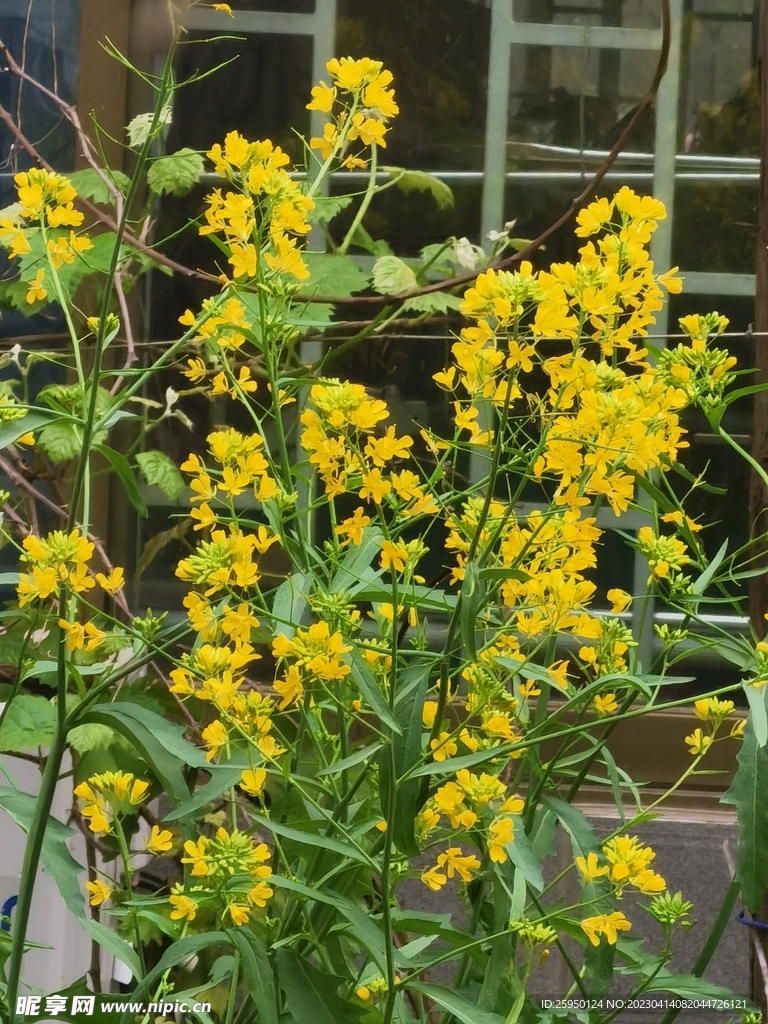油菜花