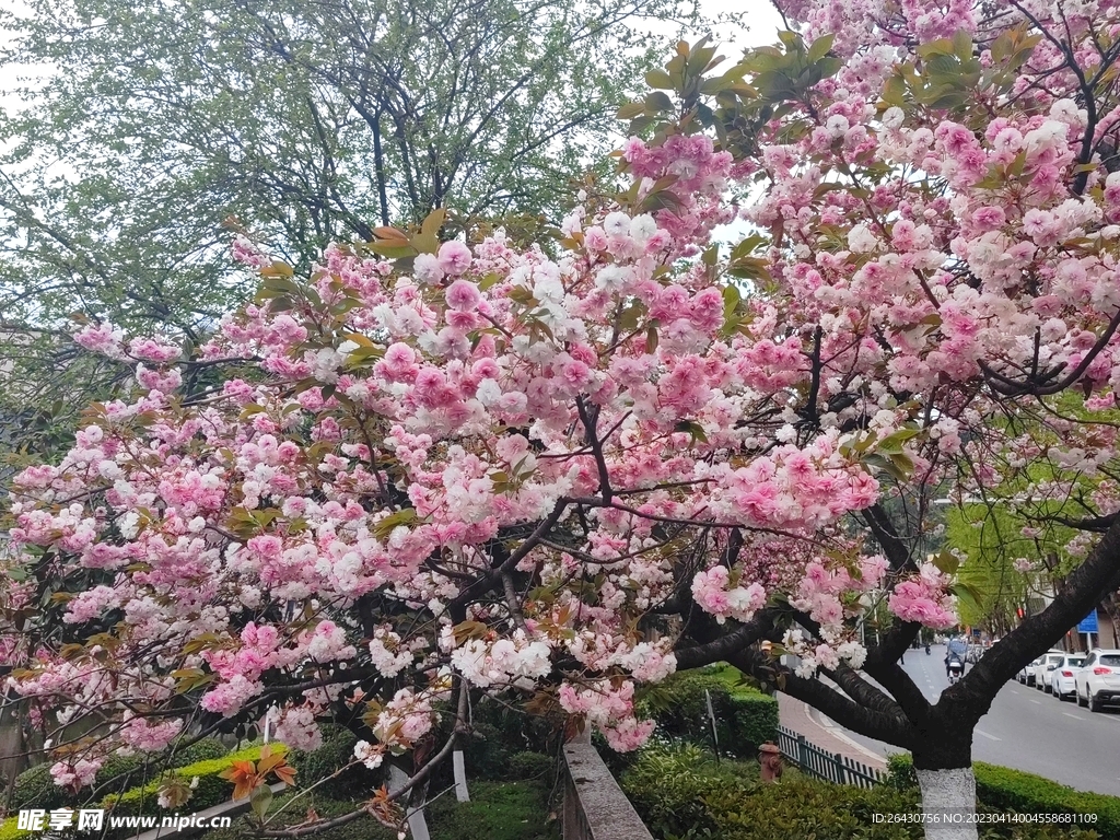 盛开的日本晚樱
