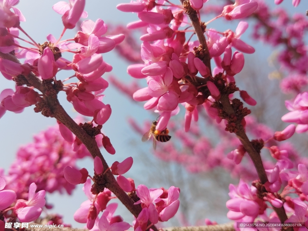 蜜蜂采蜜紫荆花