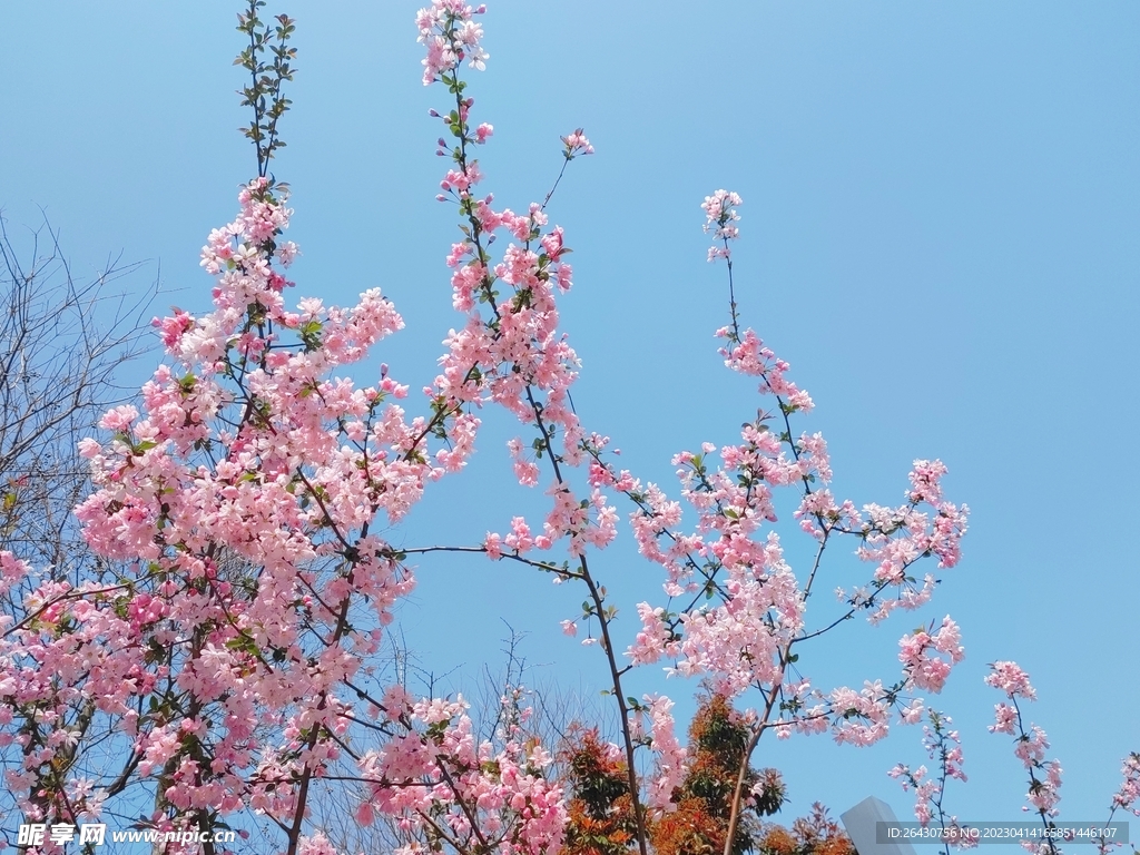 海棠花盛开