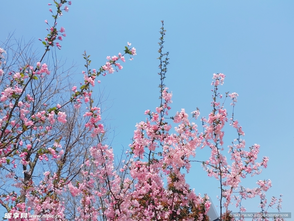 粉色海棠花