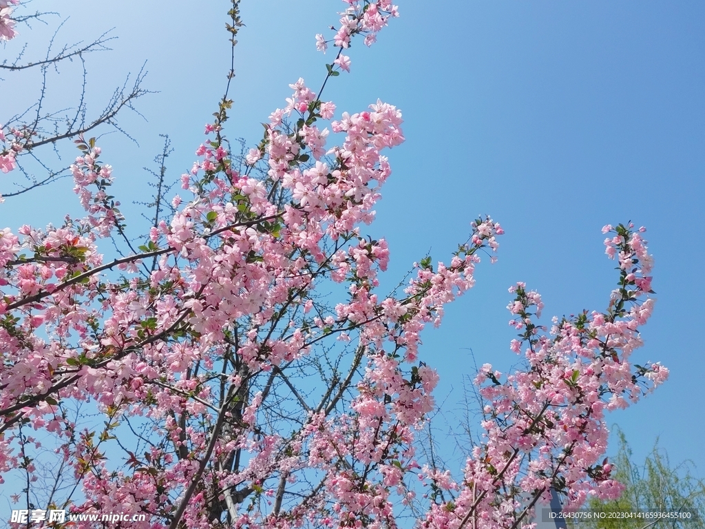 海棠花