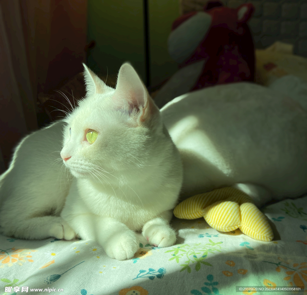猫