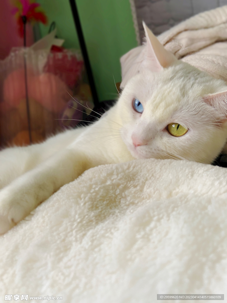 猫