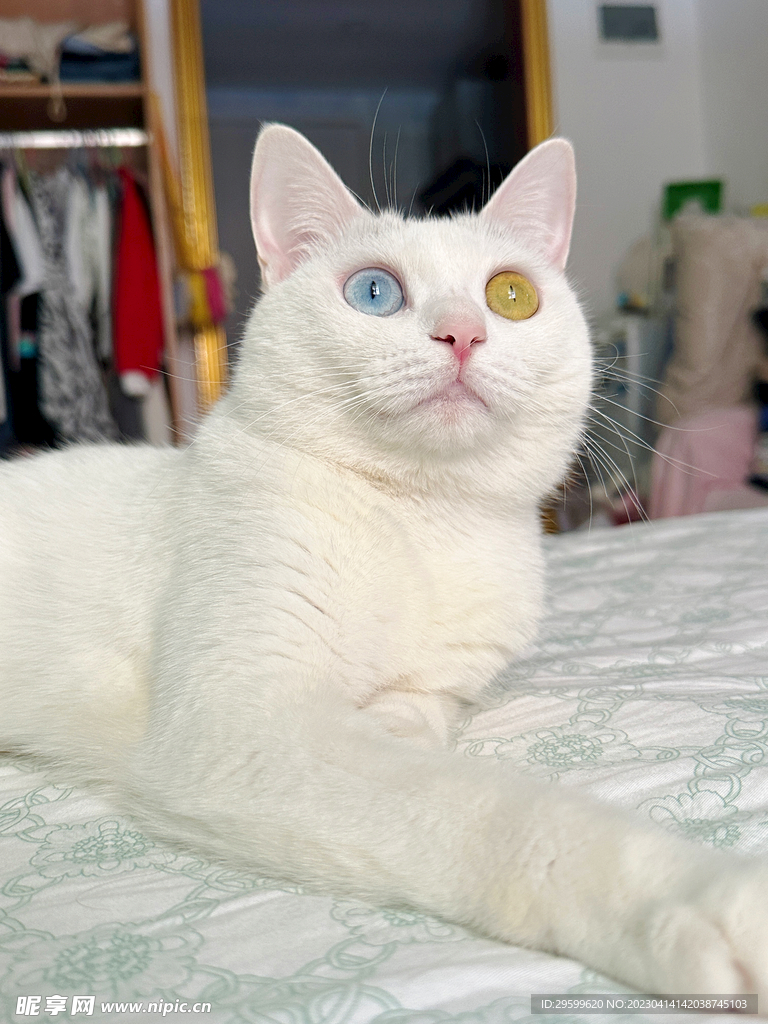 猫