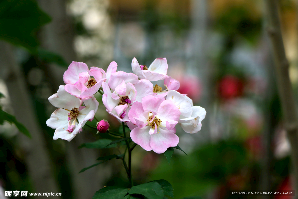 山花