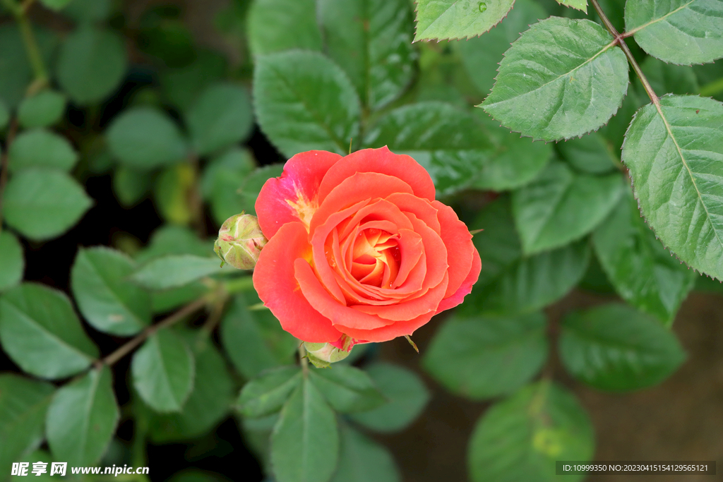 月季花