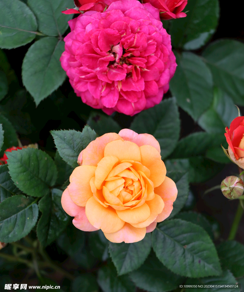 月季花
