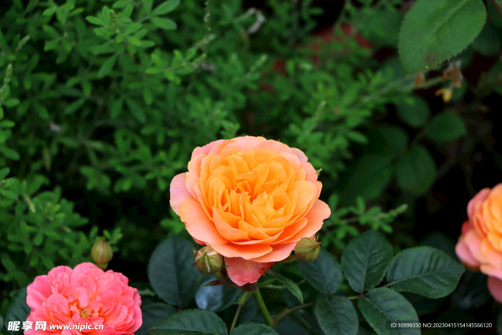 月季花