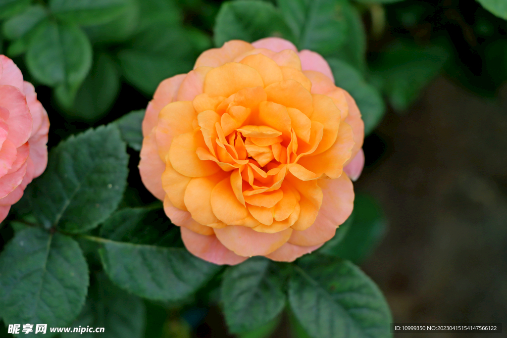 月季花