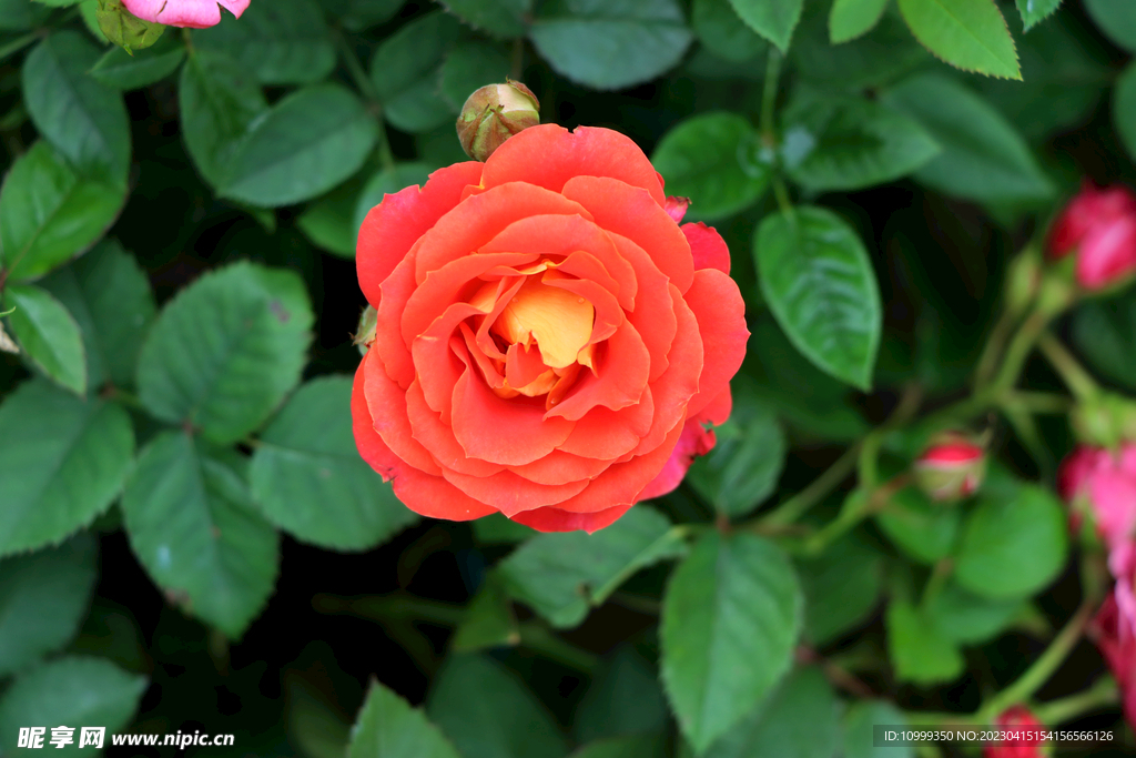月季花