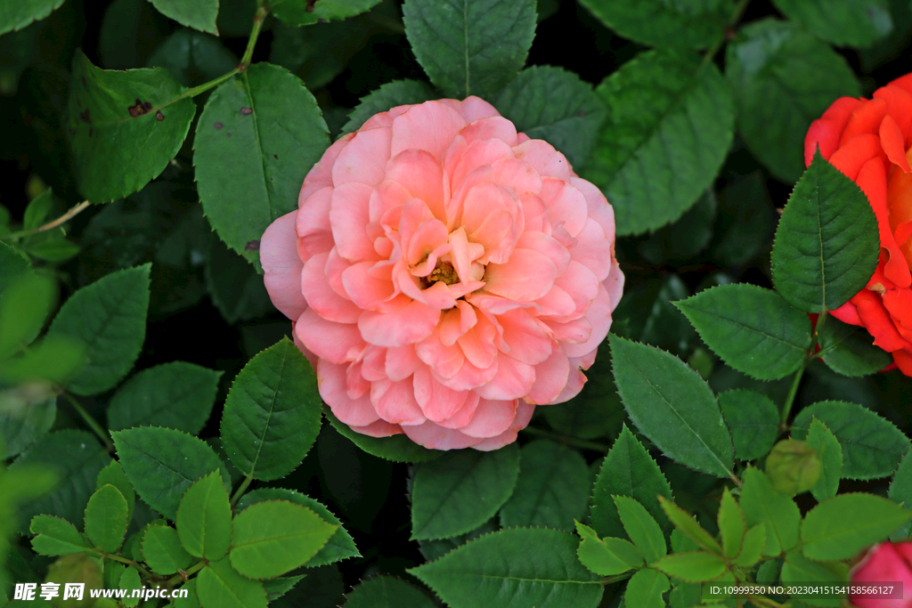 月季花