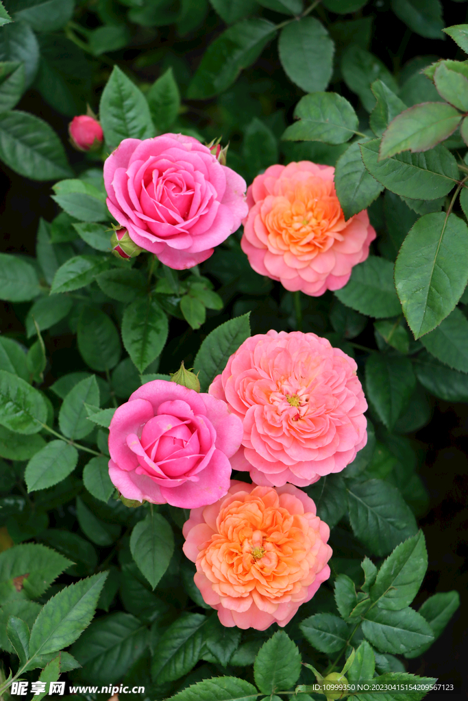 月季花