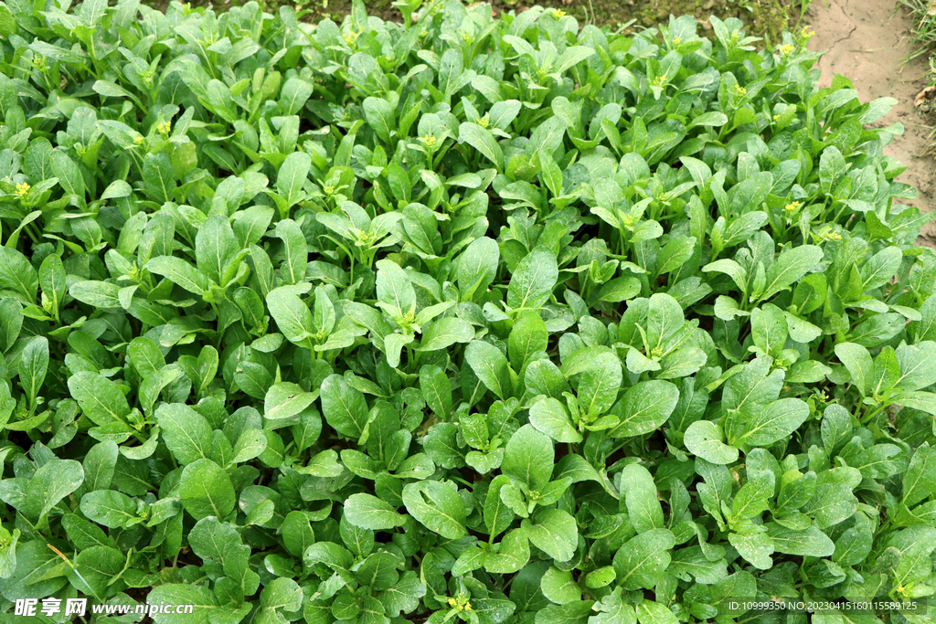 蔬菜种植