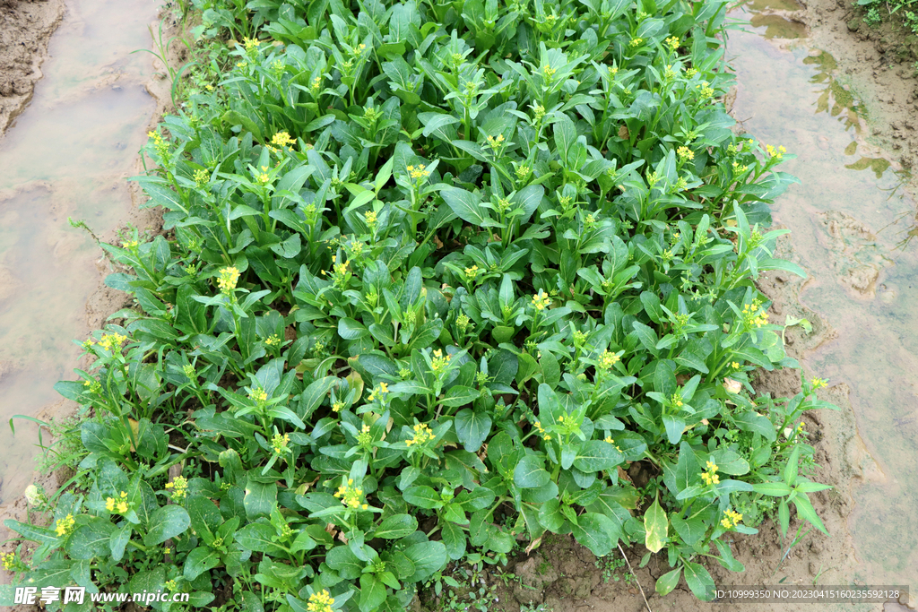 蔬菜种植