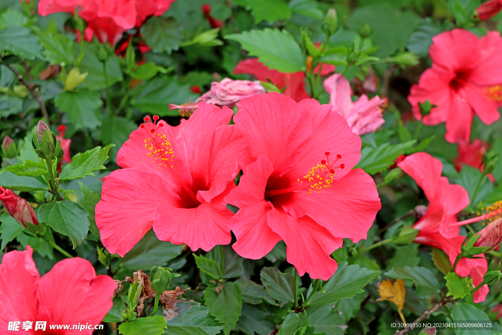 扶桑花