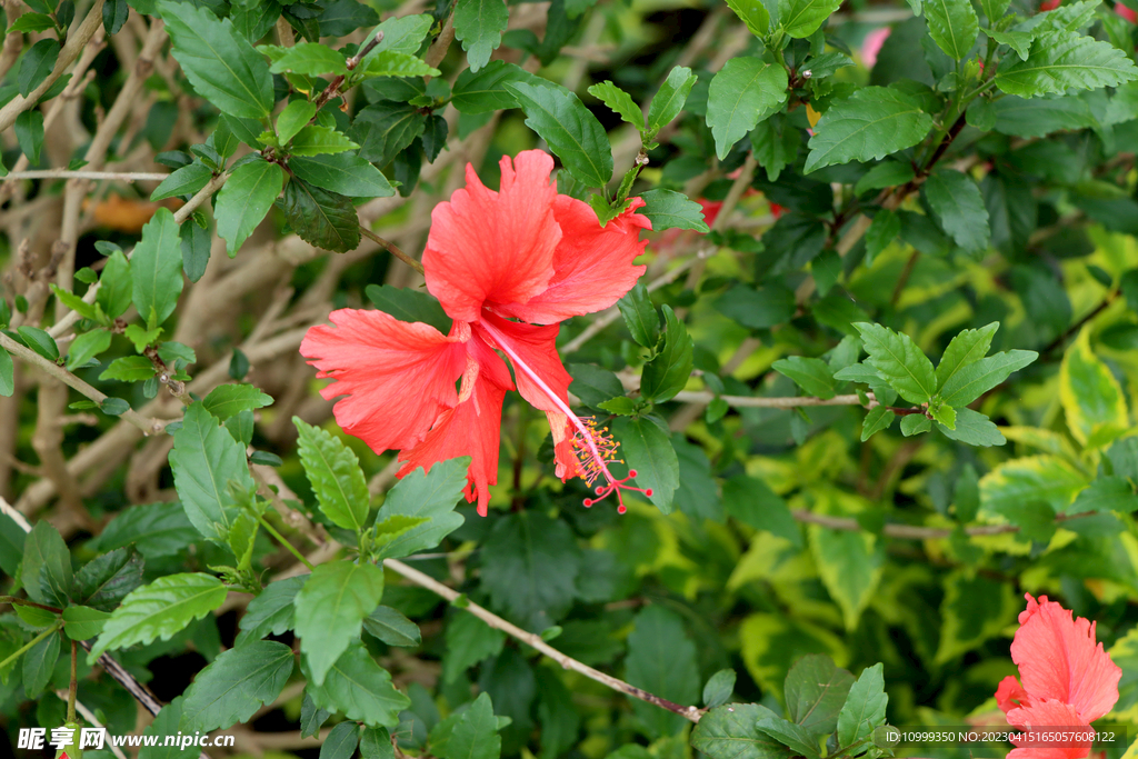 扶桑花