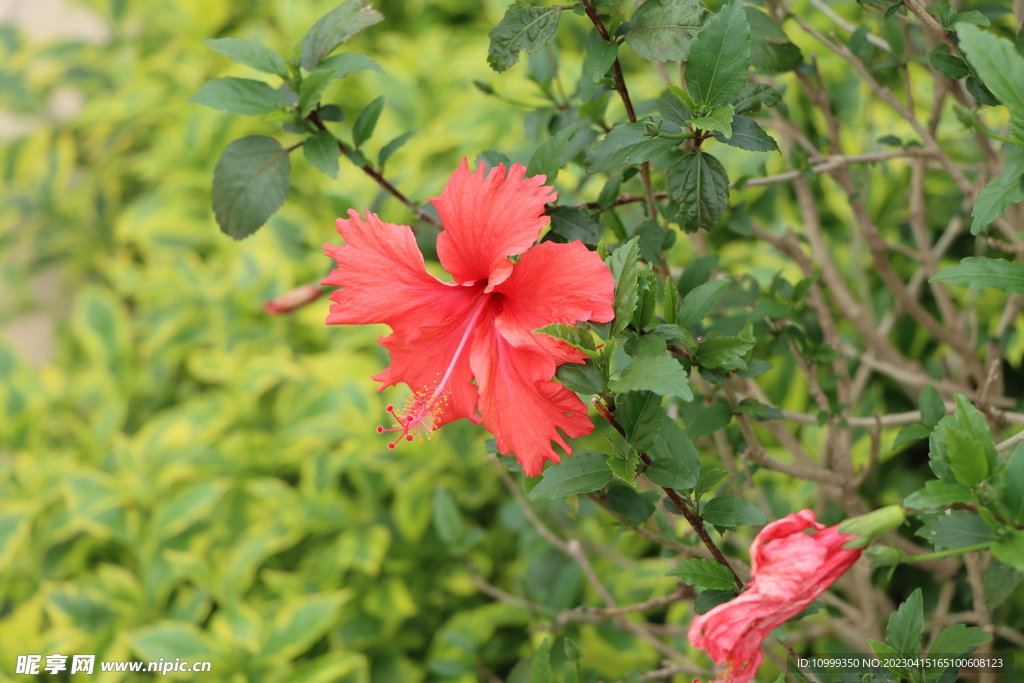扶桑花