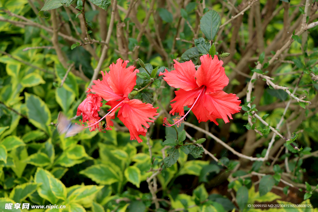 扶桑花