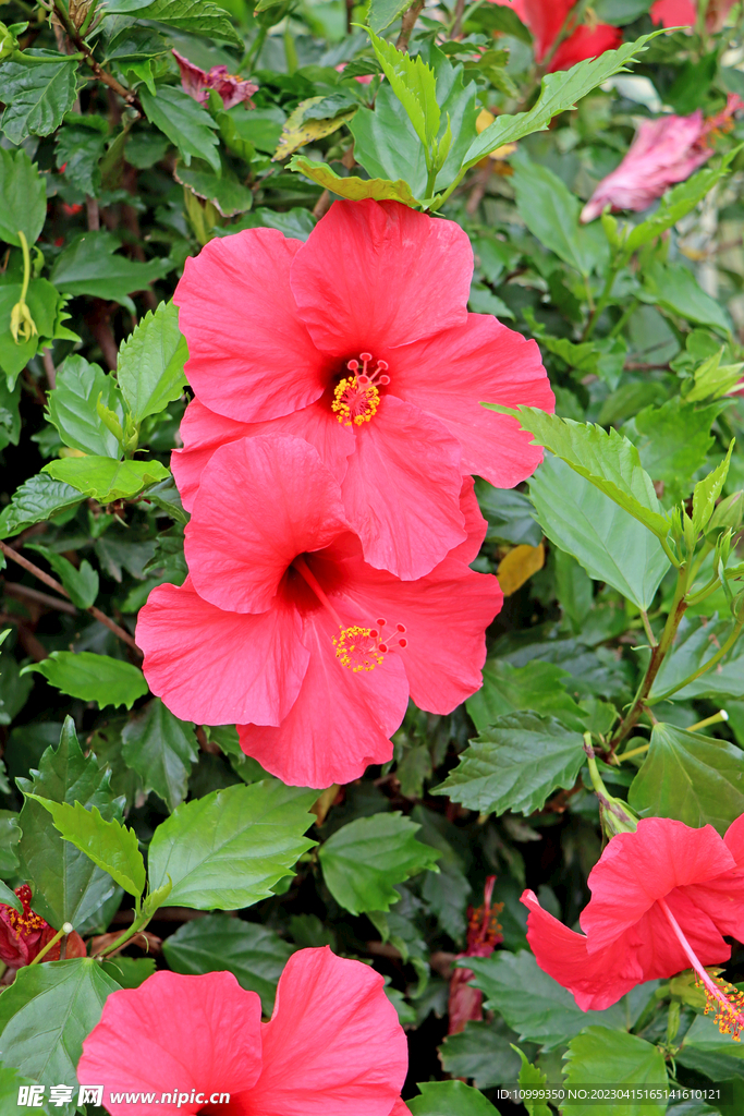 扶桑花