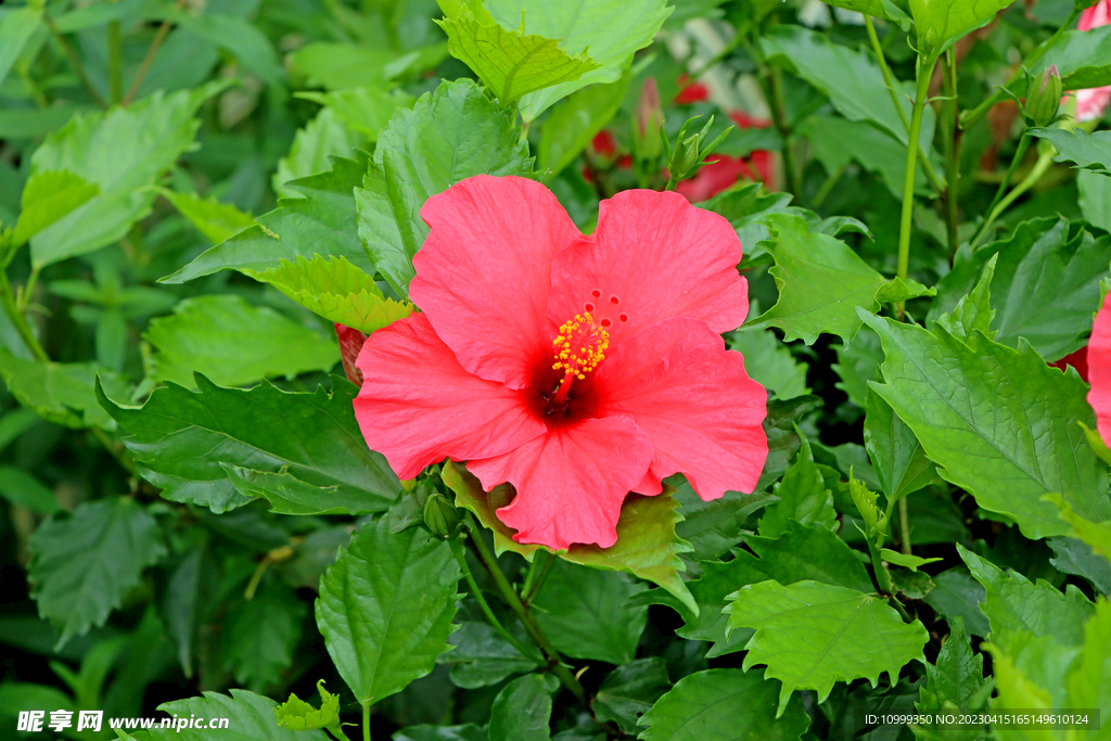 扶桑花