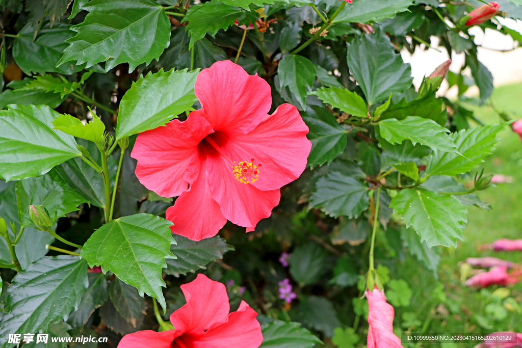 扶桑花