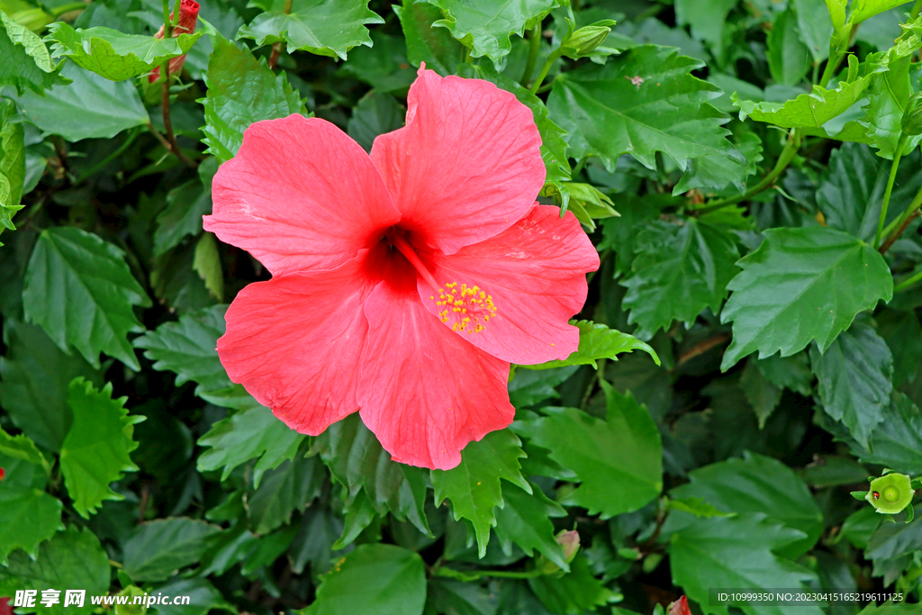 扶桑花