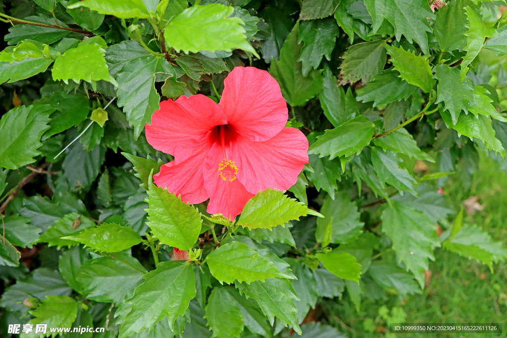 扶桑花