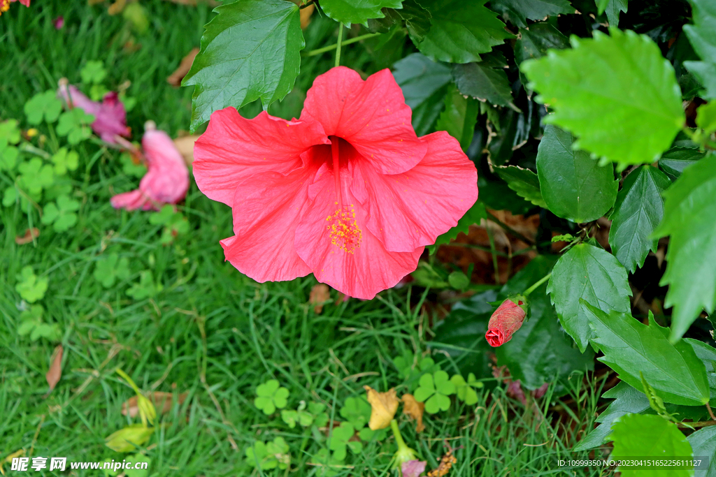 扶桑花