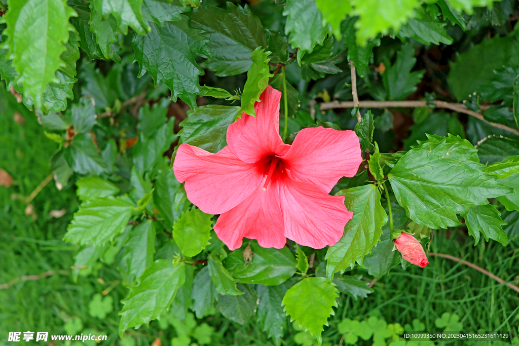 扶桑花
