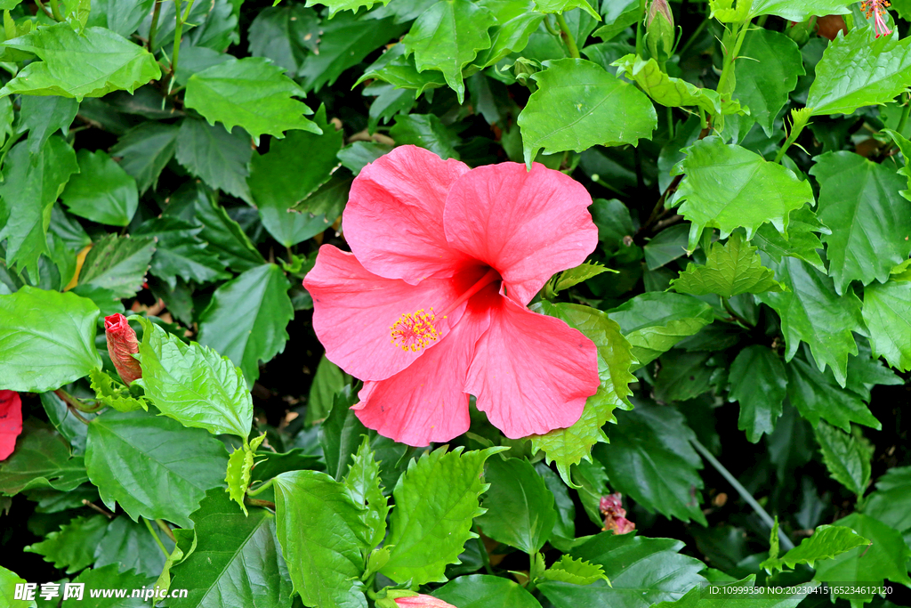 扶桑花