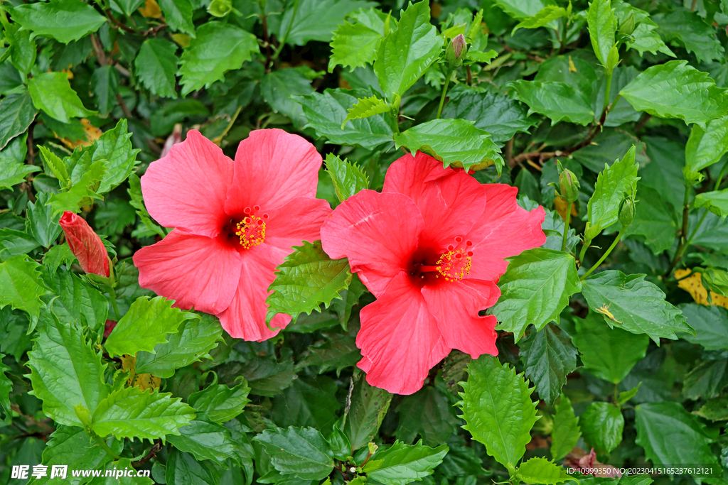 扶桑花