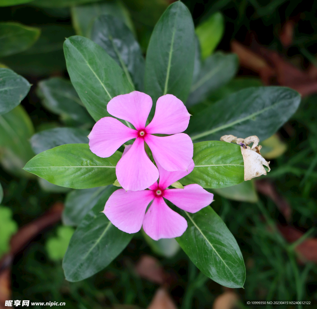 长春花