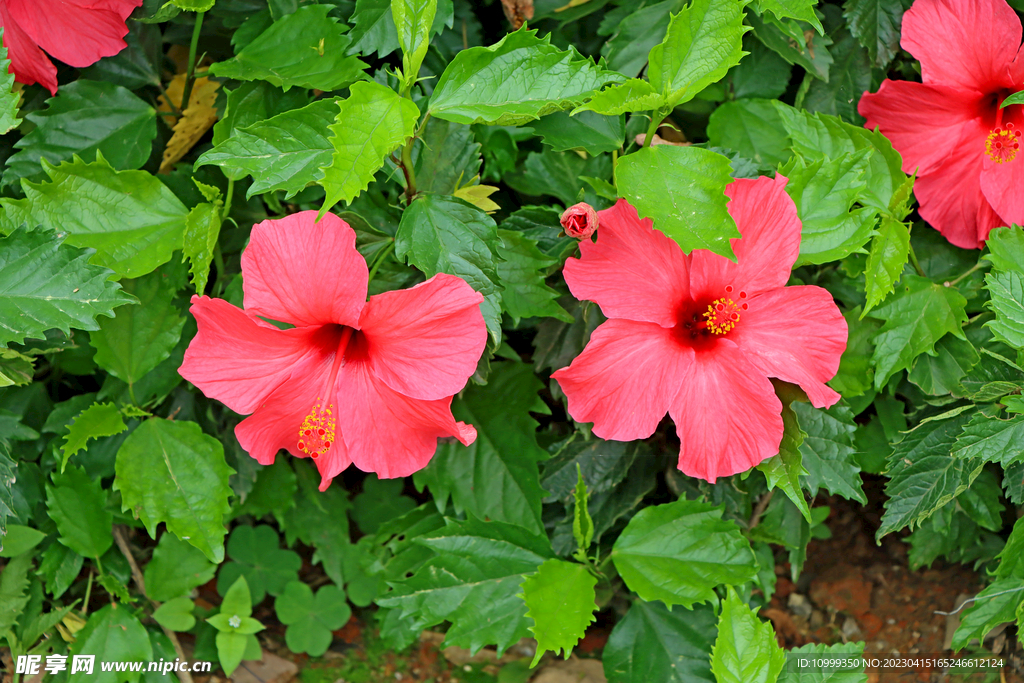 扶桑花