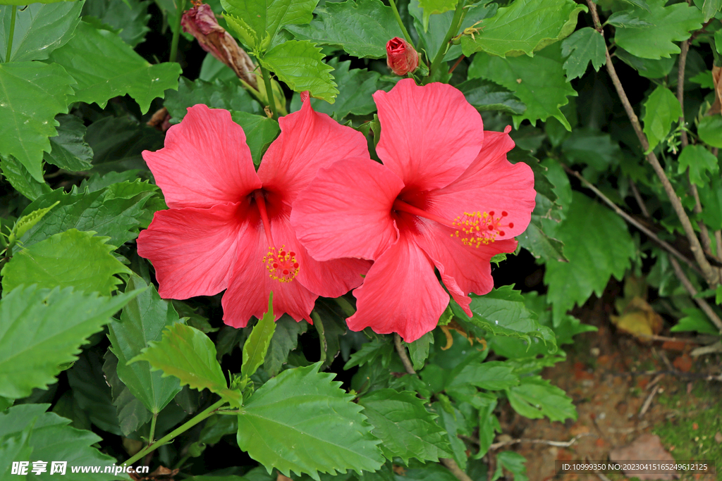 扶桑花