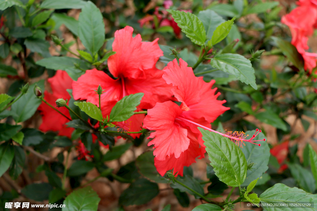 扶桑花