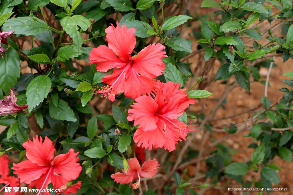 扶桑花
