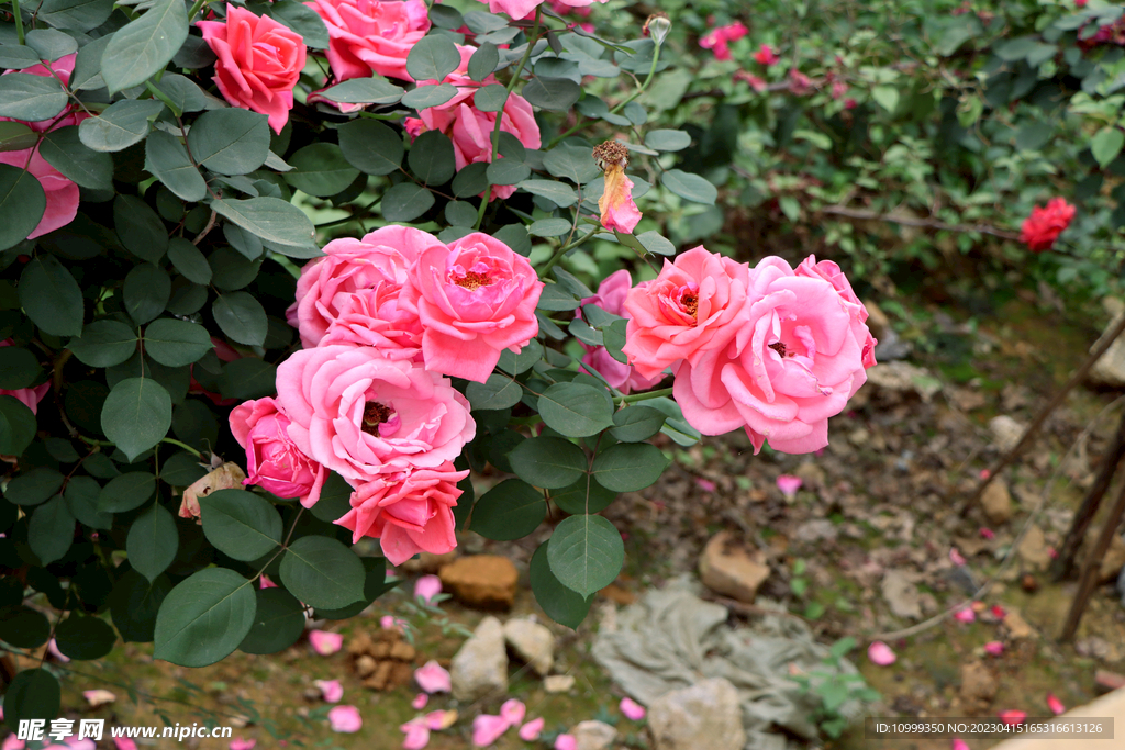 月季花