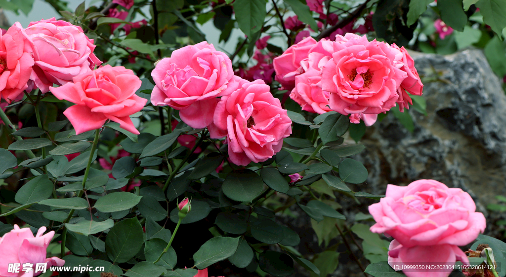 月季花