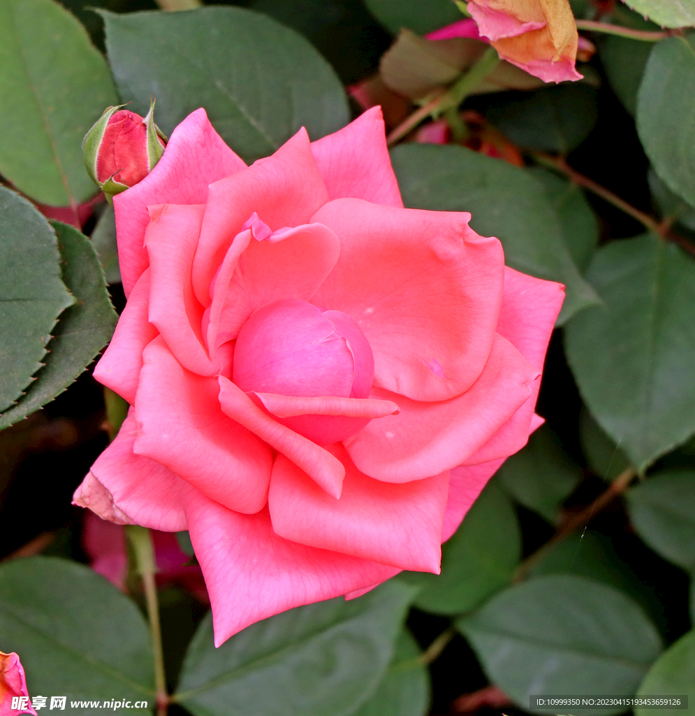 月季花