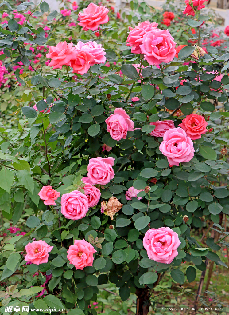 月季花盛开