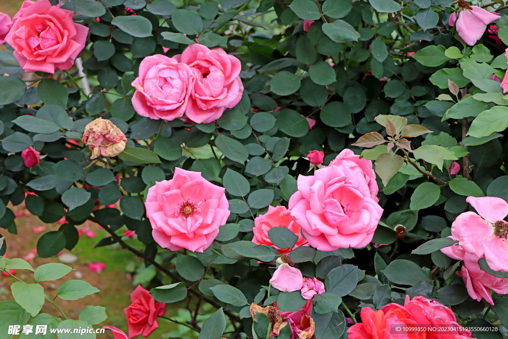 月季花