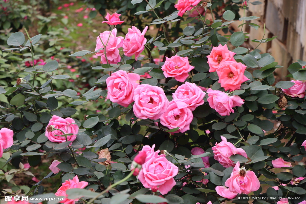 月季花盛开