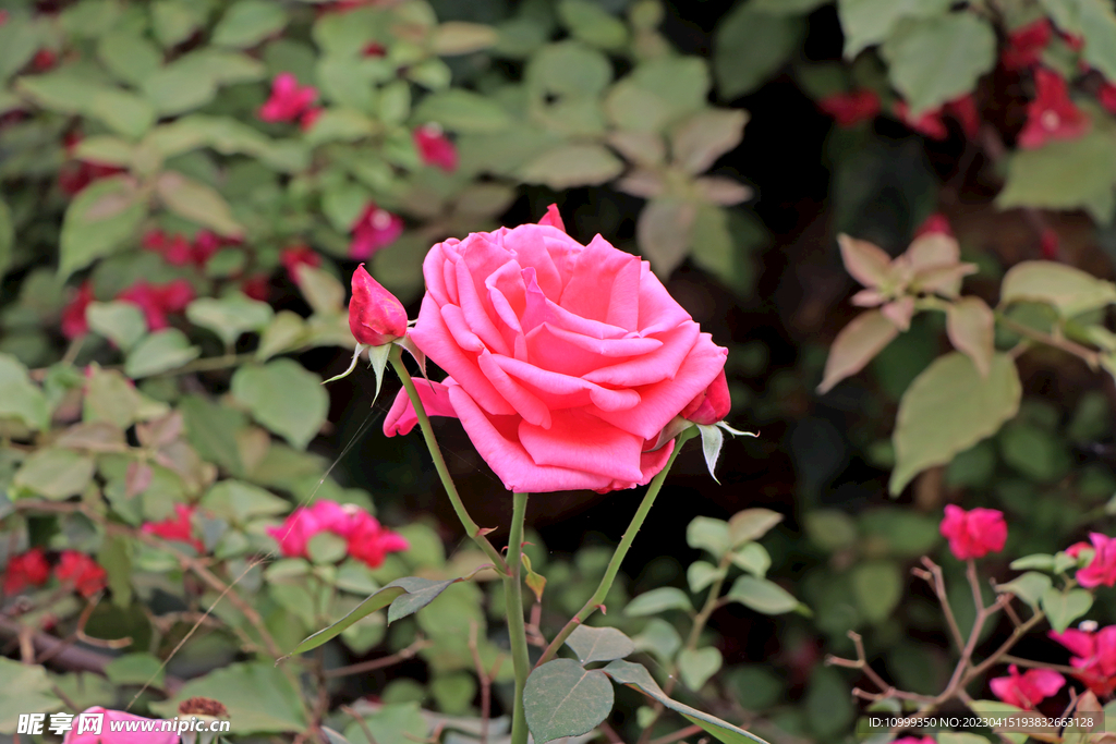 月季花