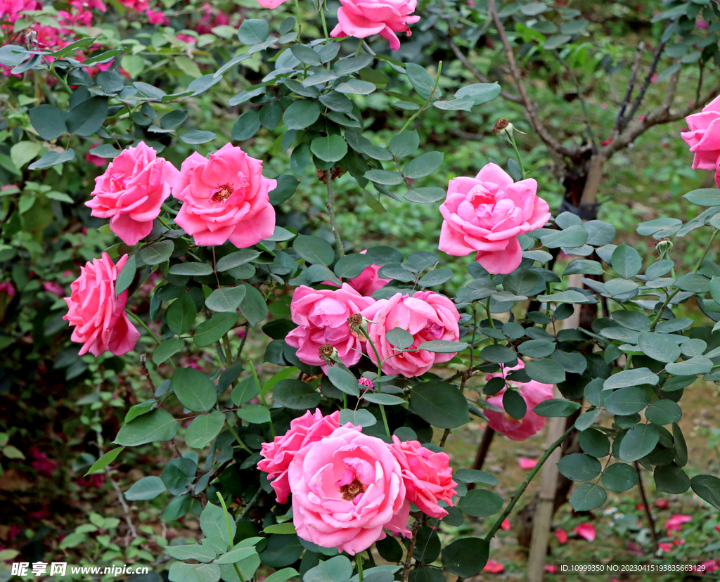 月季花盛开