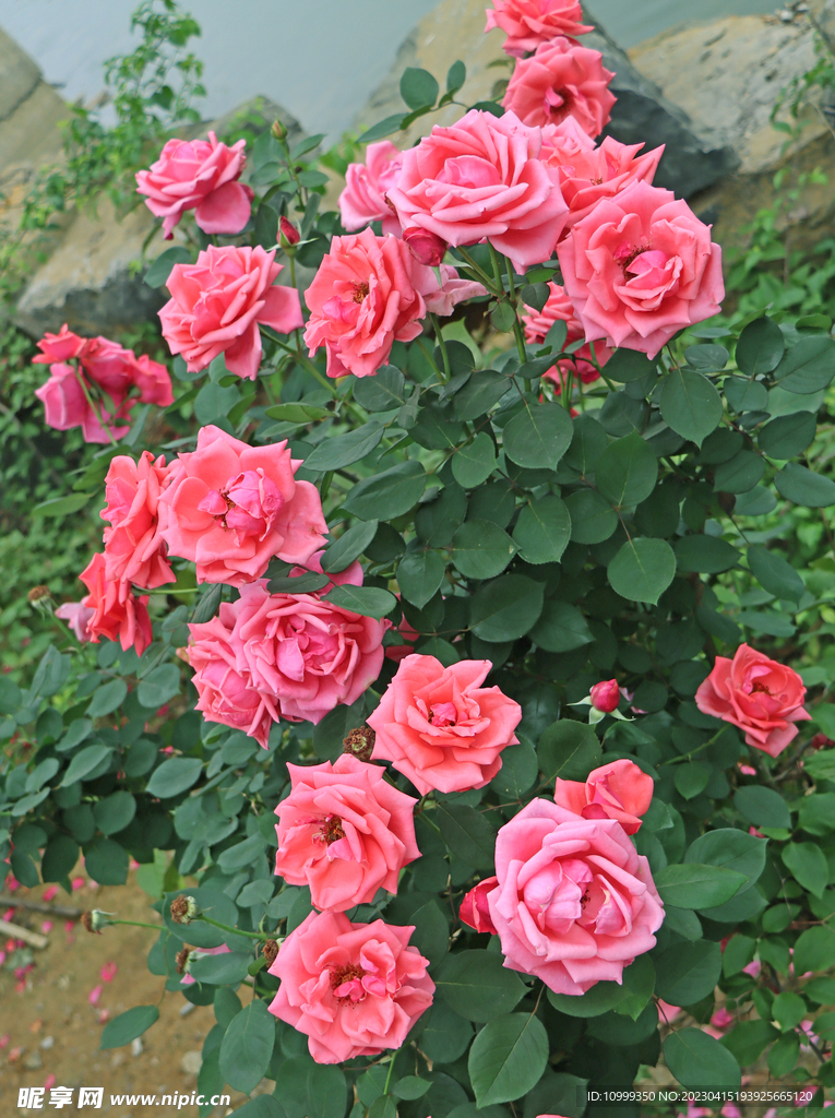 月季花盛开