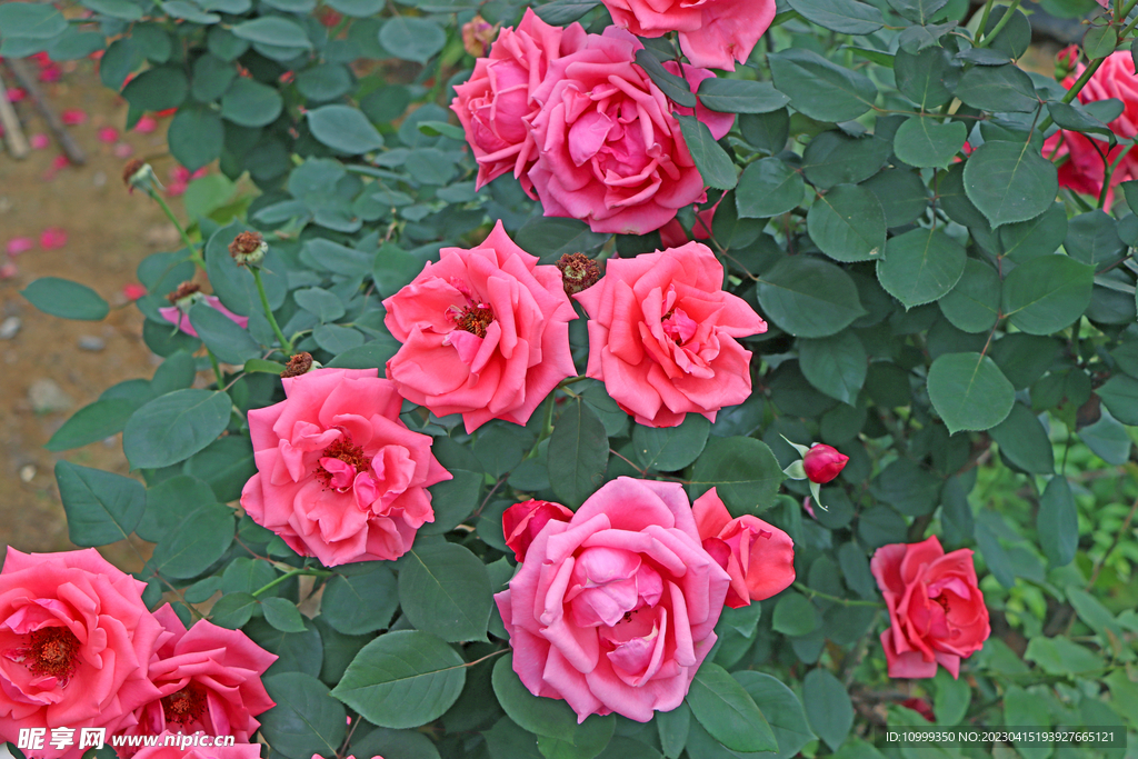 月季花