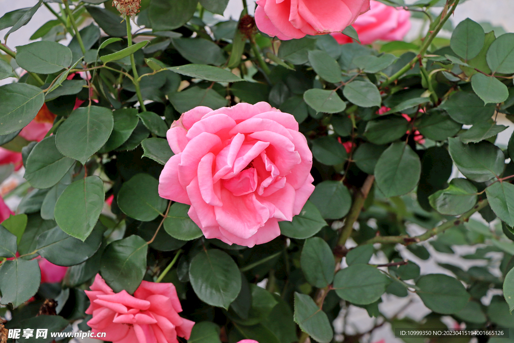 月季花
